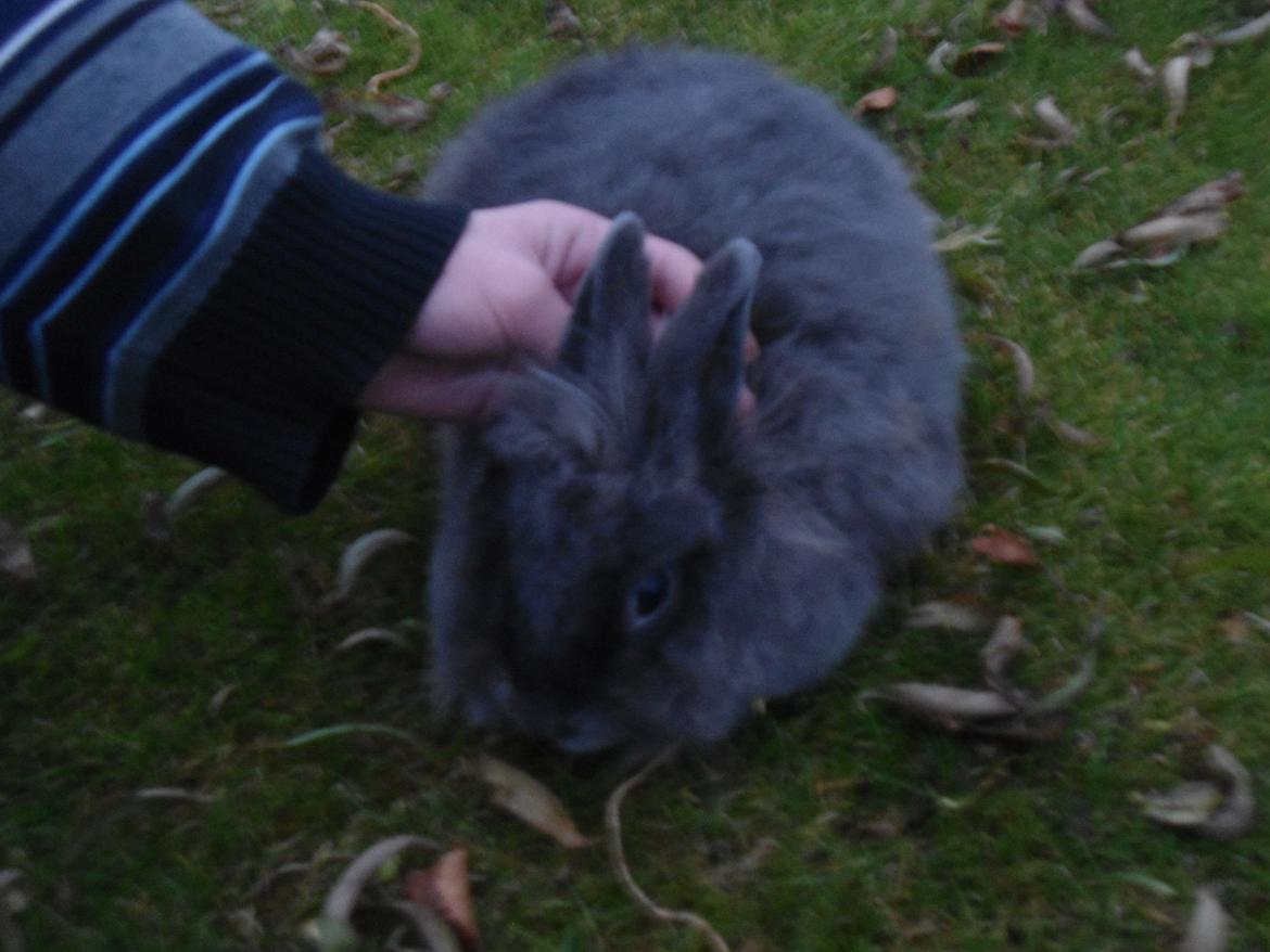 Kanin Ella billede 7