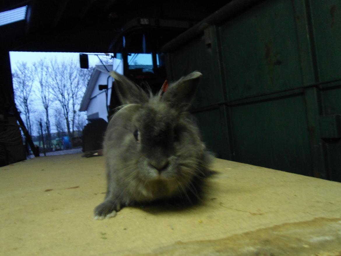 Kanin Ella billede 8