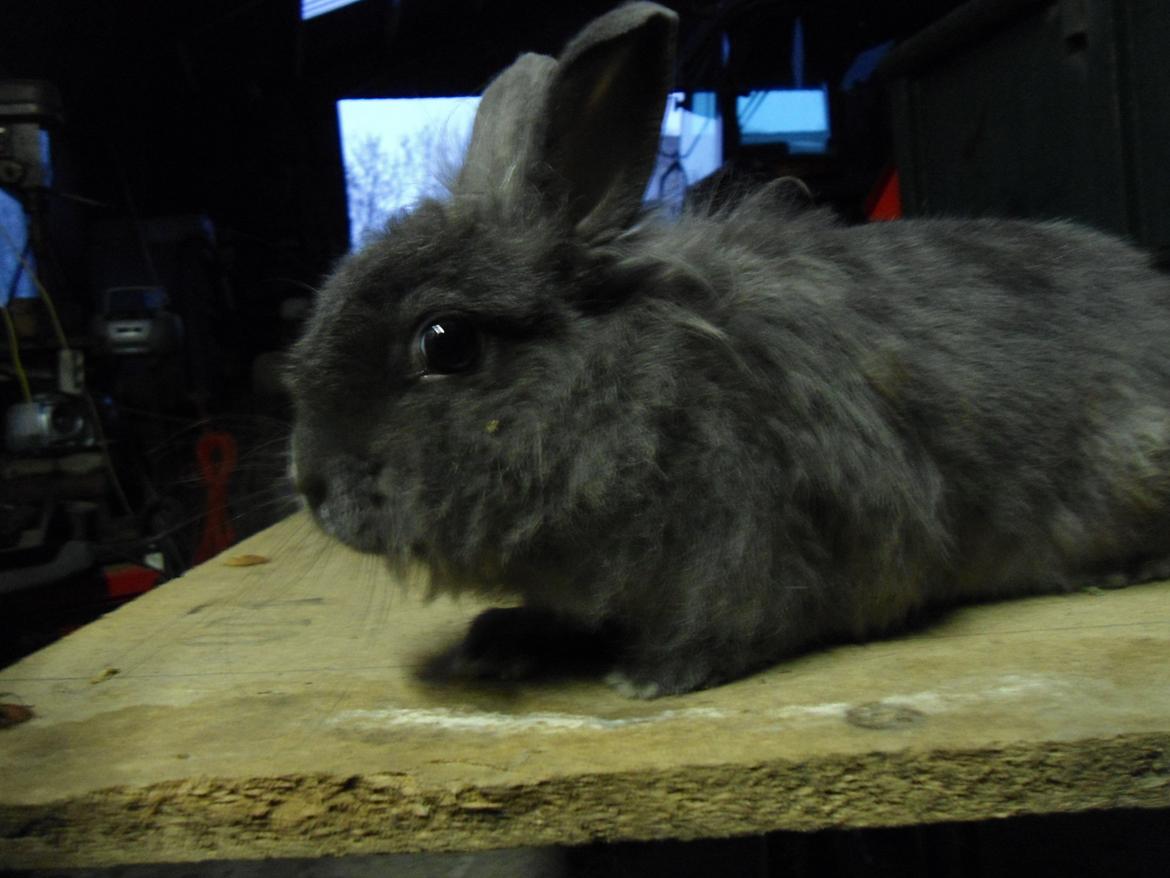 Kanin Ella billede 9