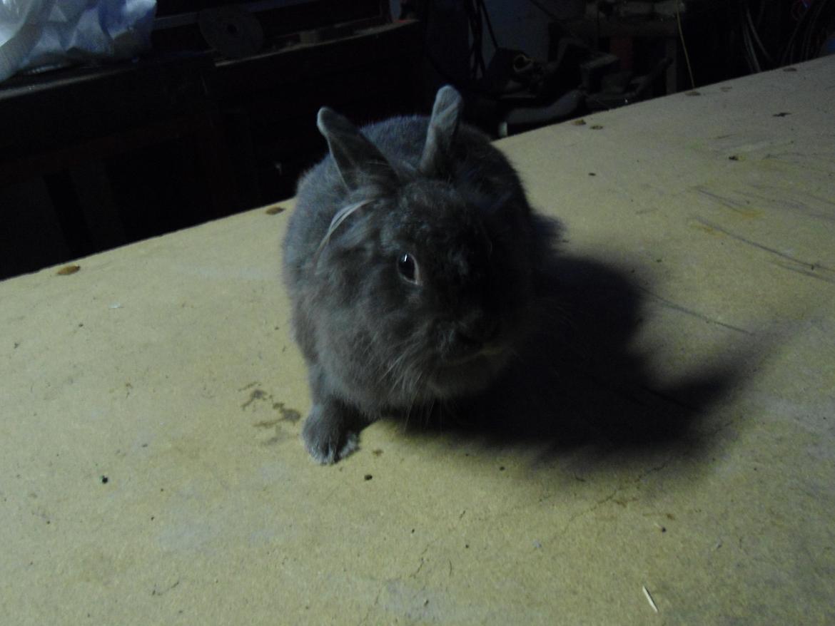 Kanin Ella billede 10