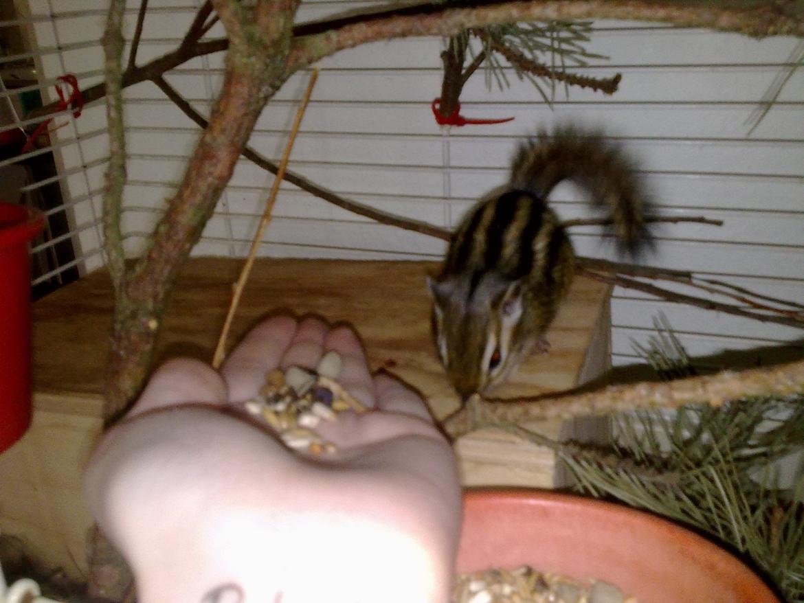 Jordegern Emma billede 2