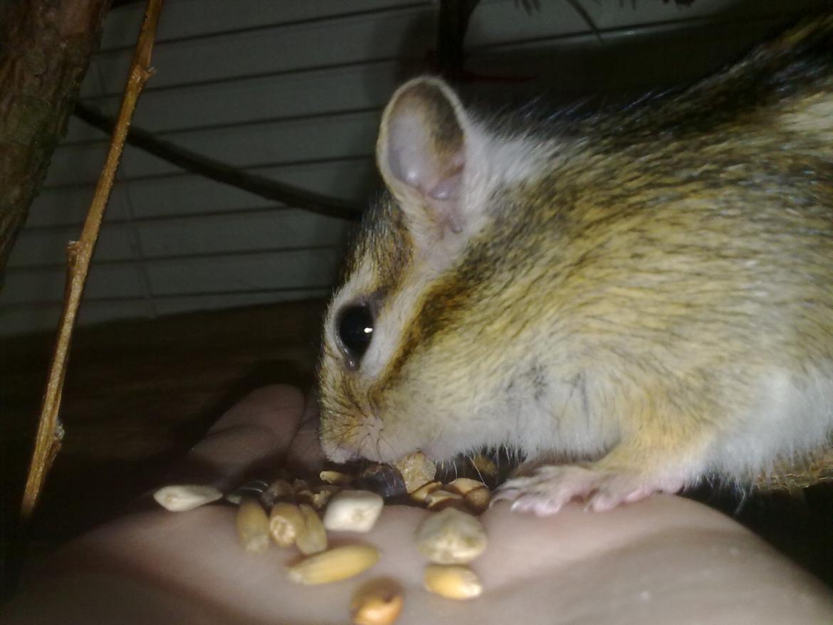 Jordegern Emma billede 3