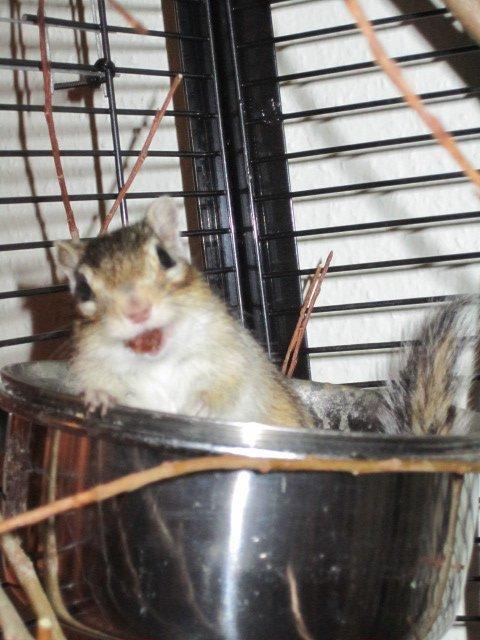 Jordegern Emma billede 4