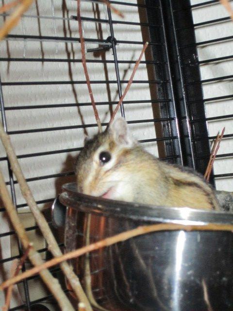 Jordegern Emma billede 5