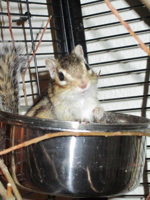 Jordegern Emma billede 6