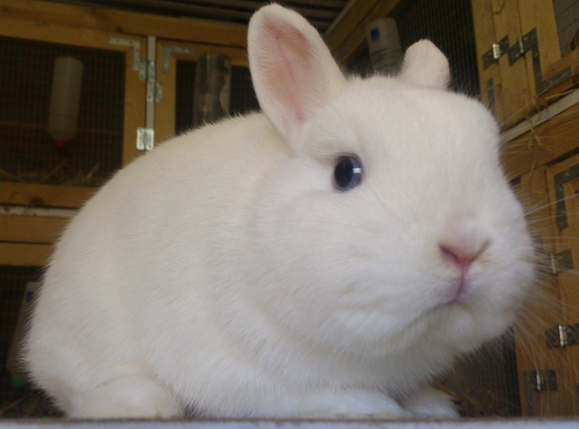 Kanin Rosendal's Bent billede 1