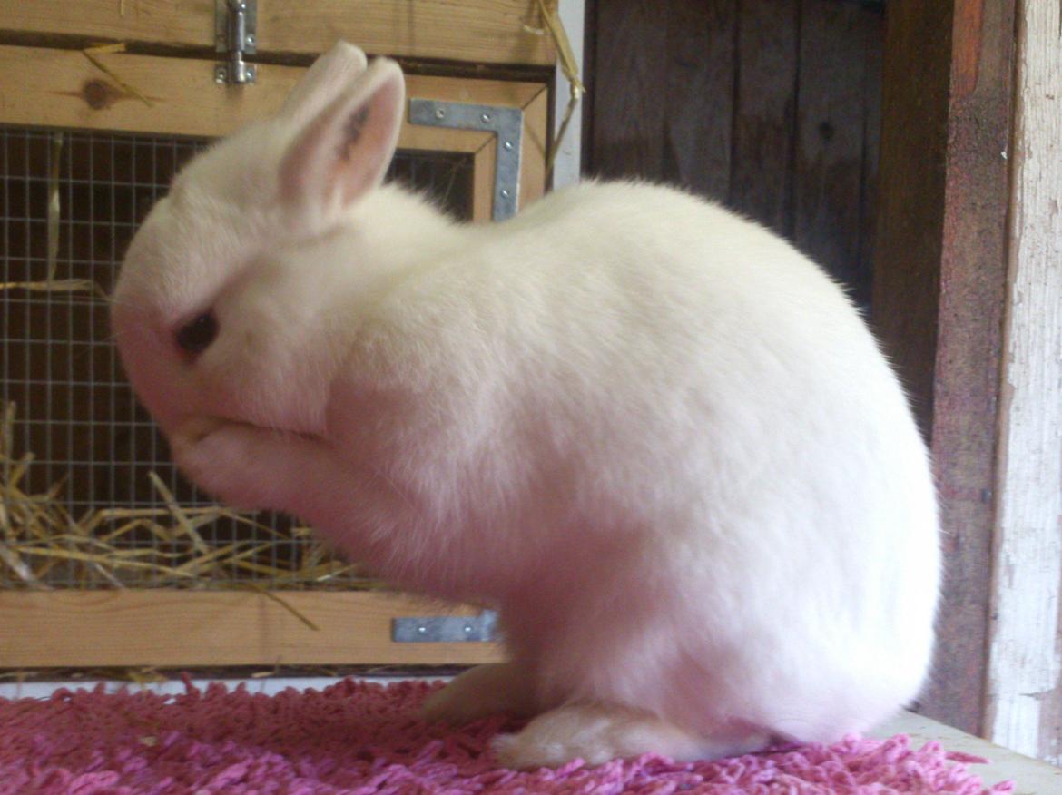 Kanin Rosendal's Bent billede 2