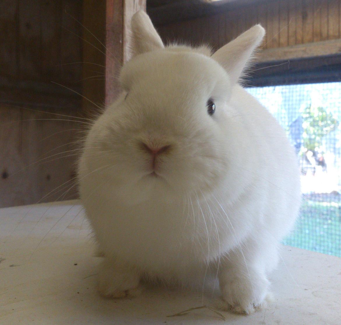 Kanin Rosendal's Bent billede 3