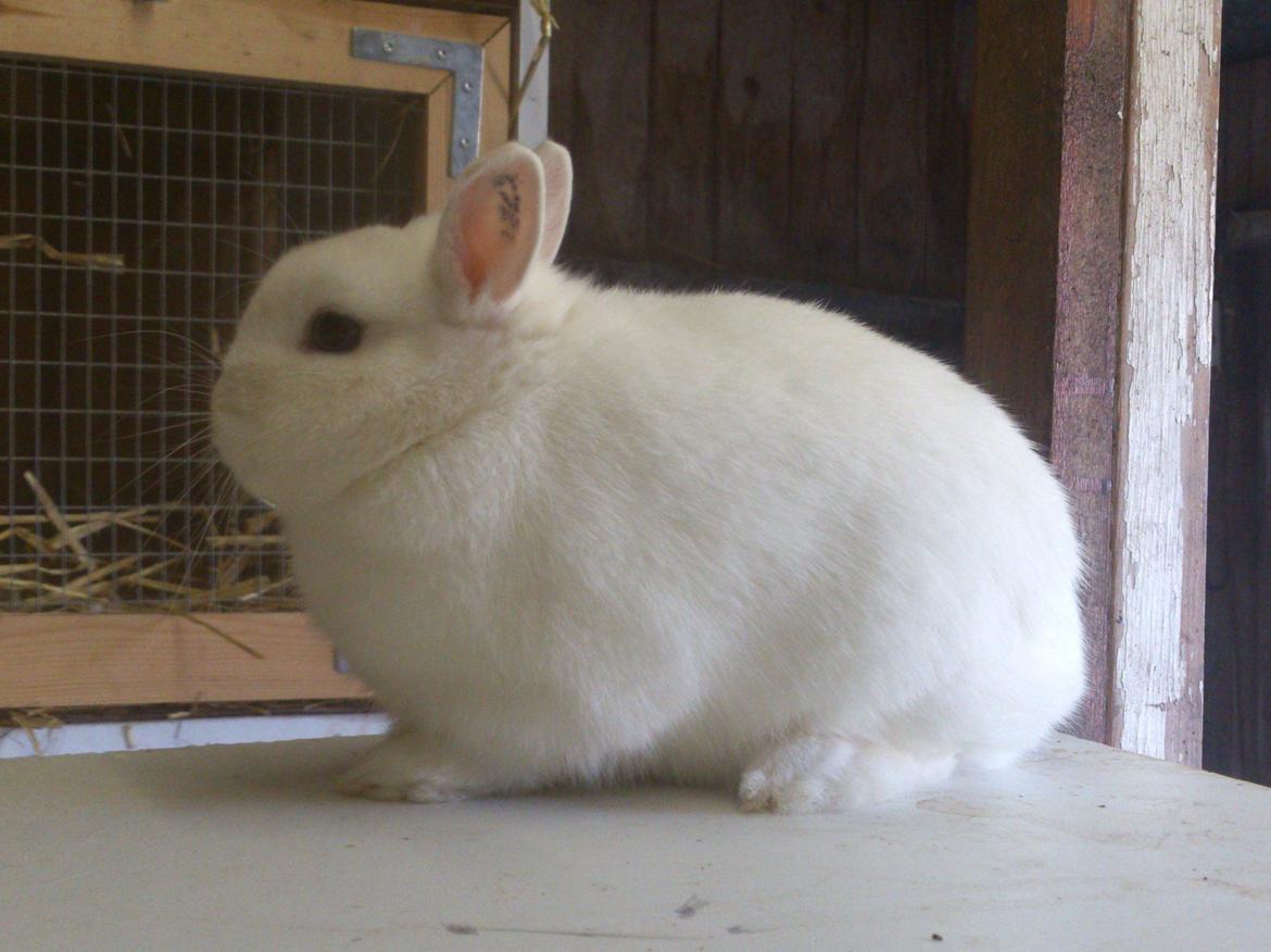 Kanin Rosendal's Bent billede 4