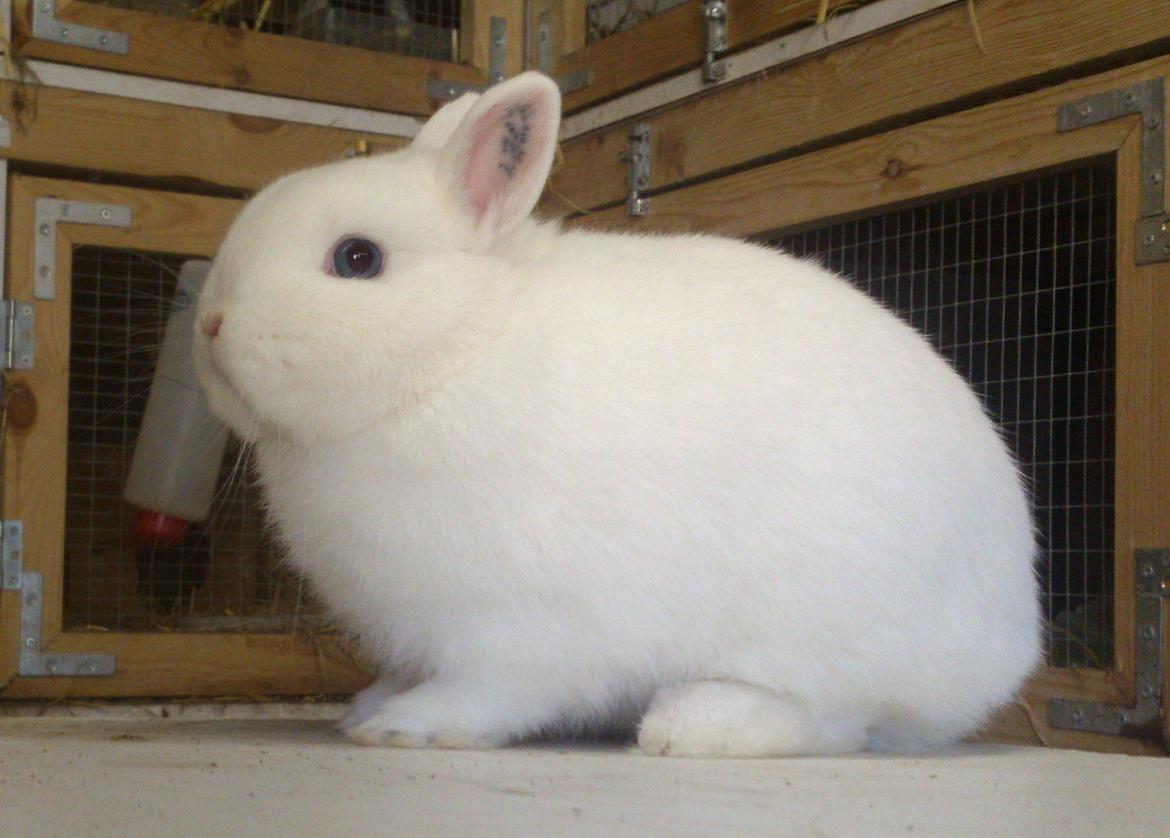 Kanin Rosendal's Bent billede 5