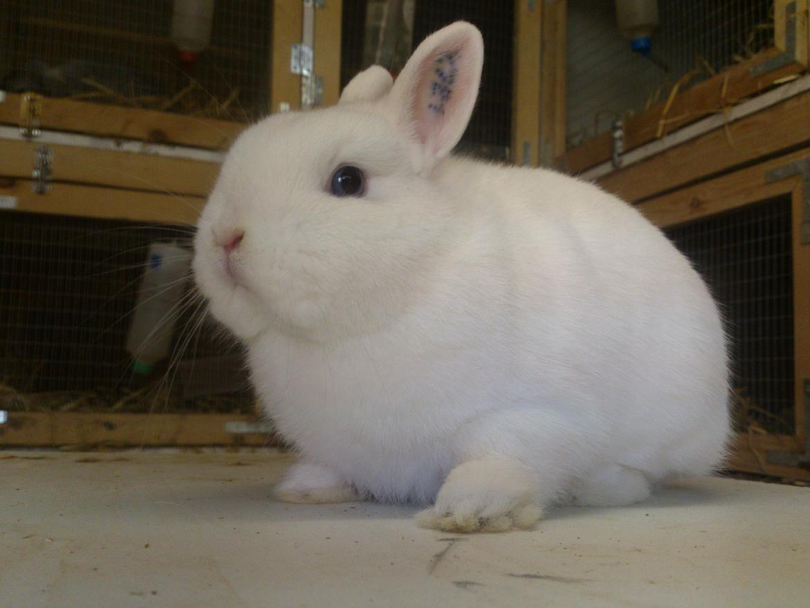 Kanin Rosendal's Bent billede 6