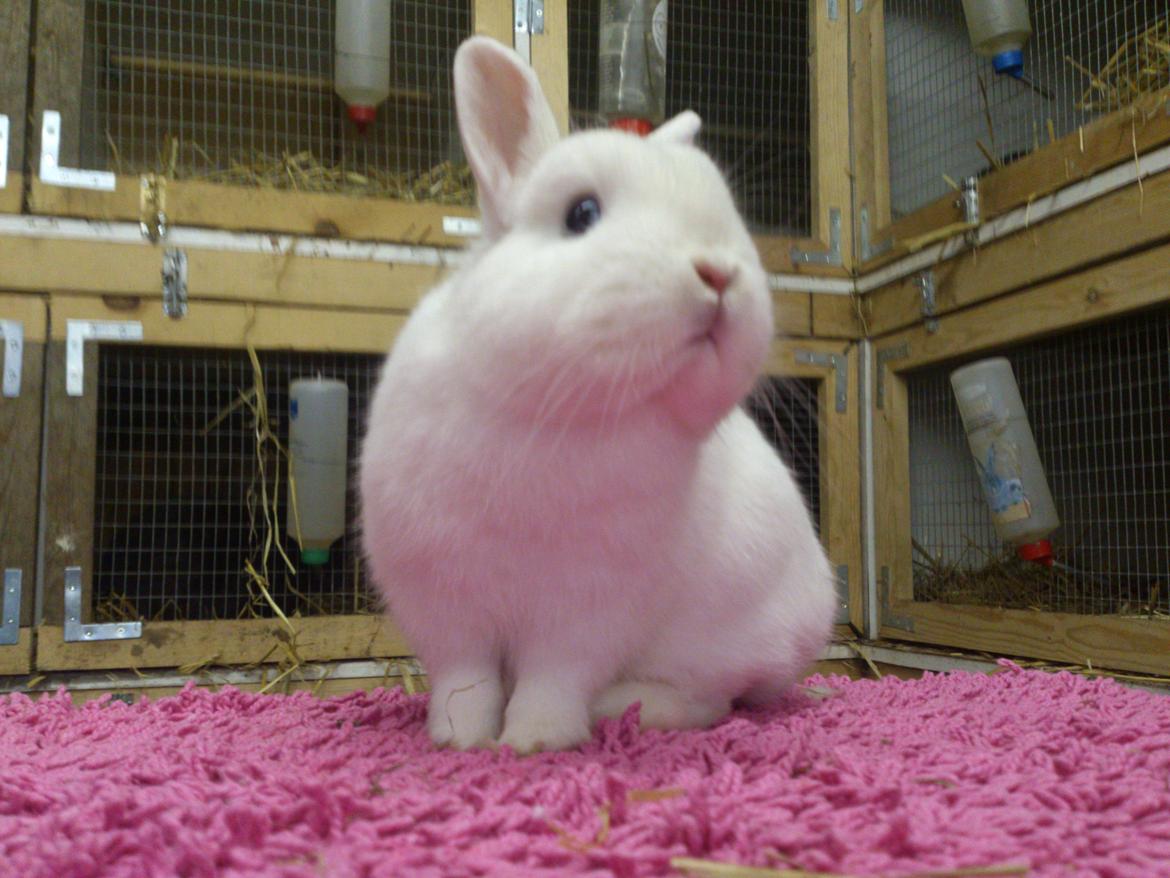 Kanin Rosendal's Bent billede 7