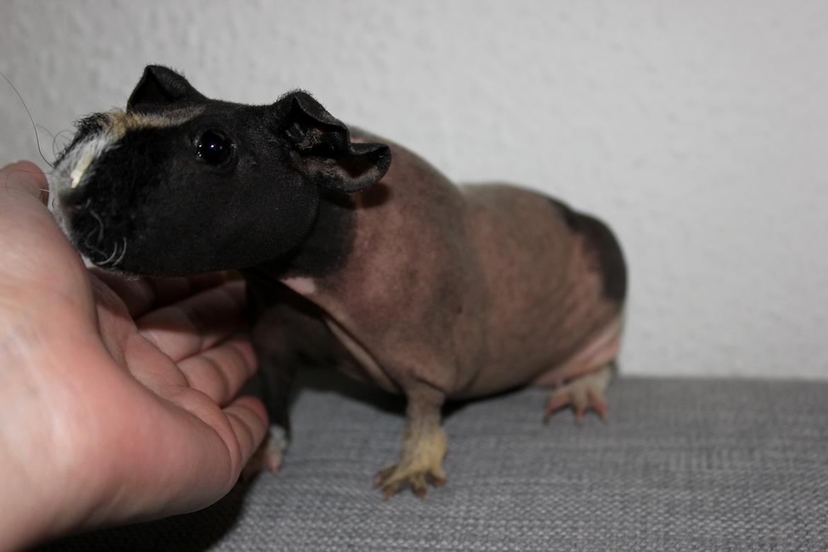 Marsvin Karma´s Afroditte billede 7