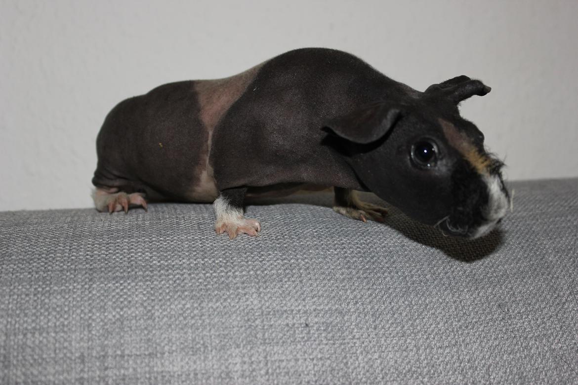 Marsvin Karma´s Afroditte billede 8