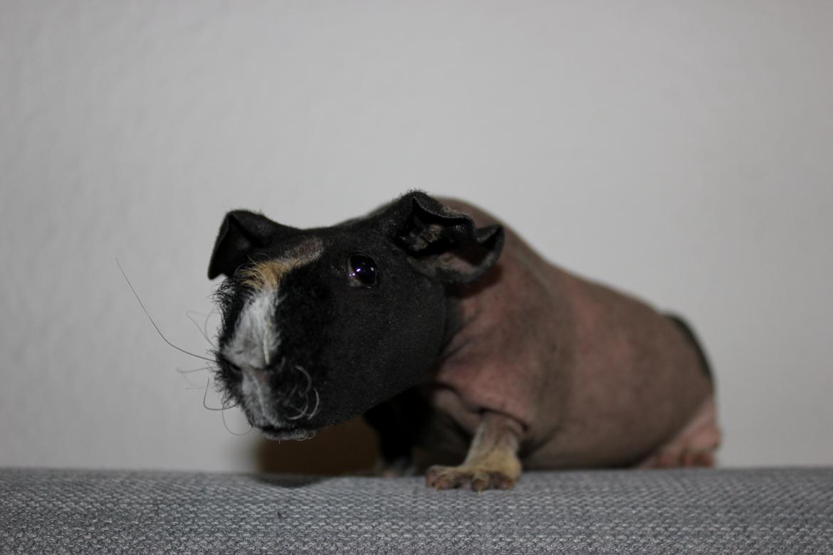 Marsvin Karma´s Afroditte billede 9