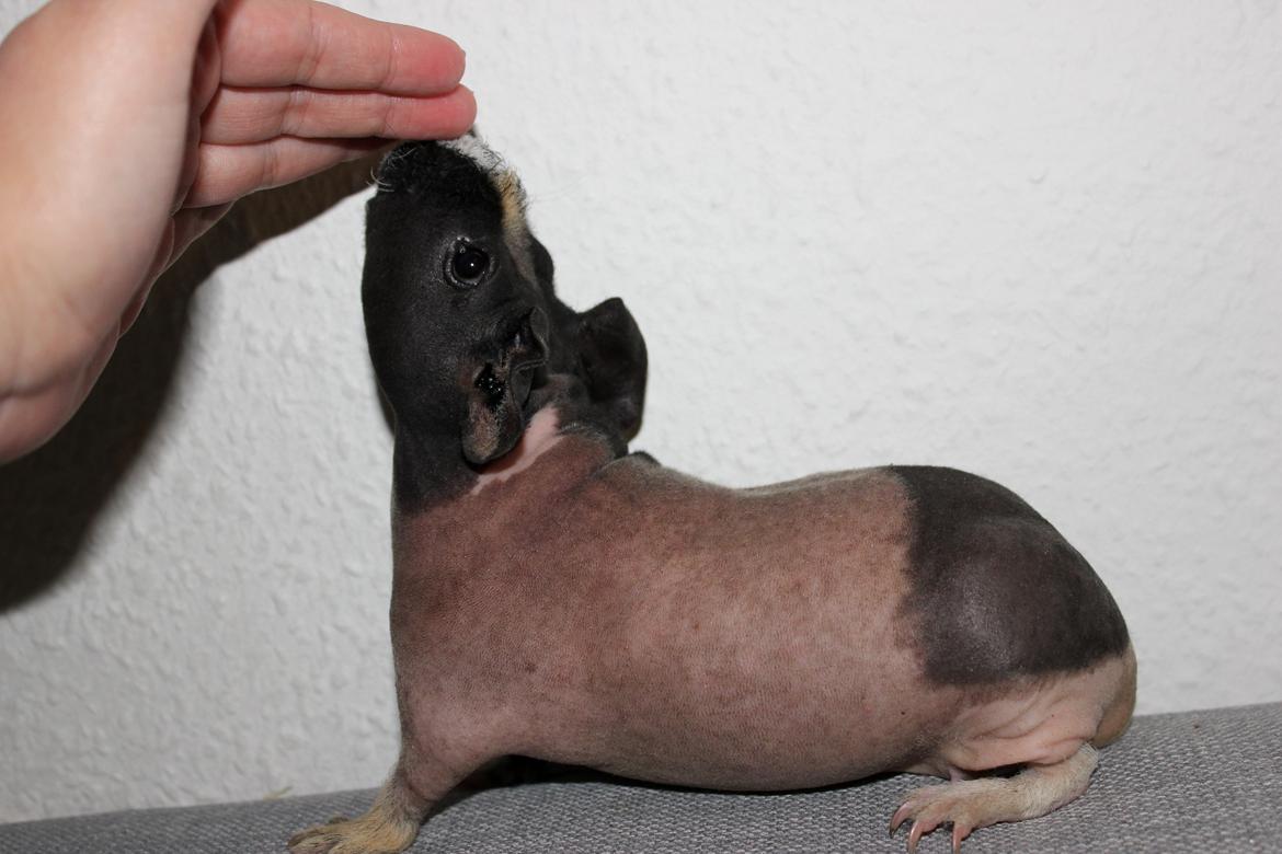 Marsvin Karma´s Afroditte billede 10