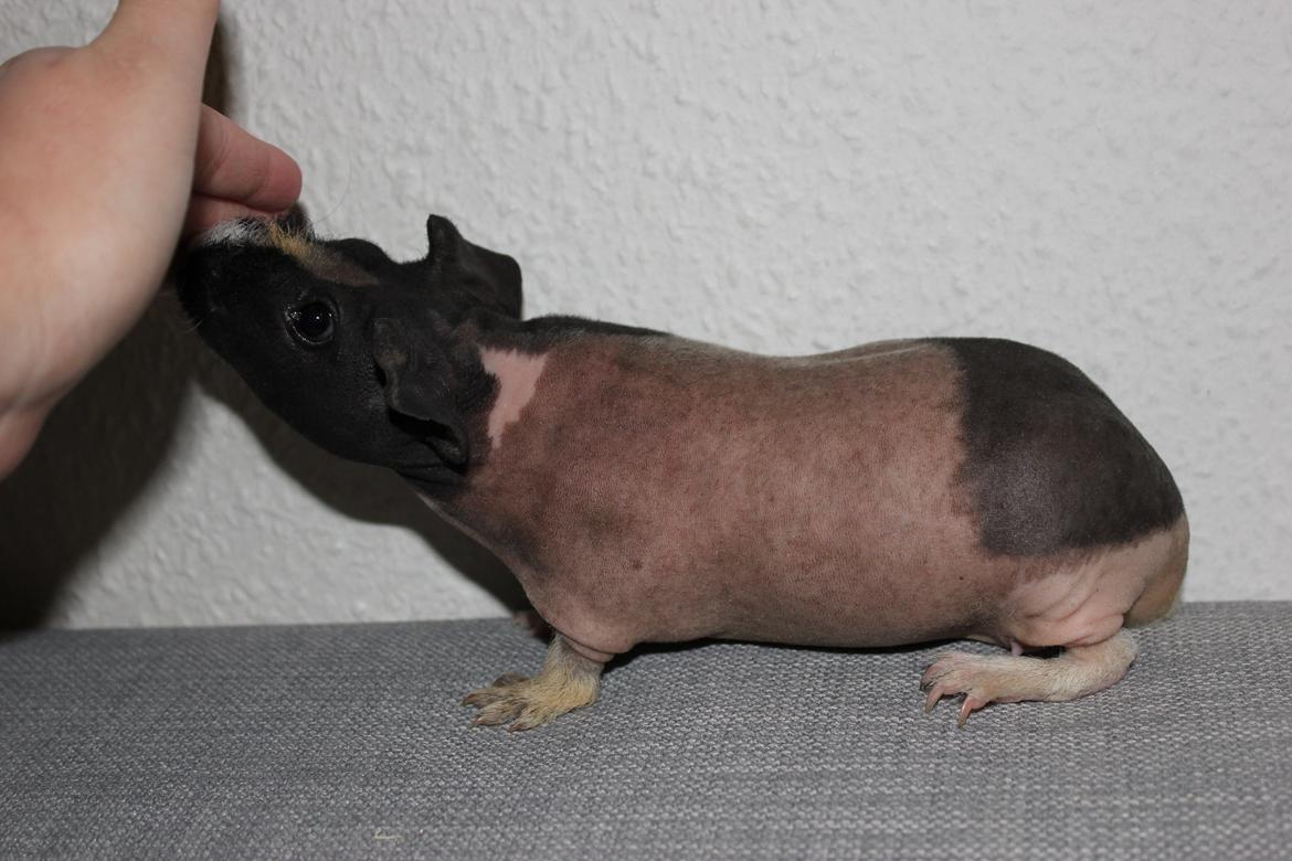 Marsvin Karma´s Afroditte billede 11