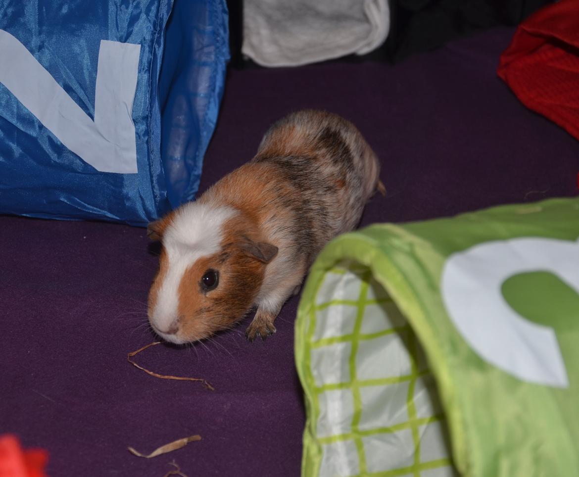 Marsvin Benjamin billede 9