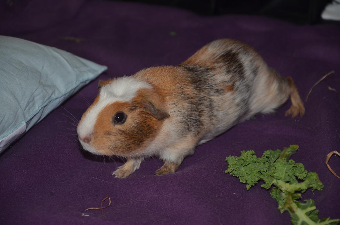 Marsvin Benjamin billede 10