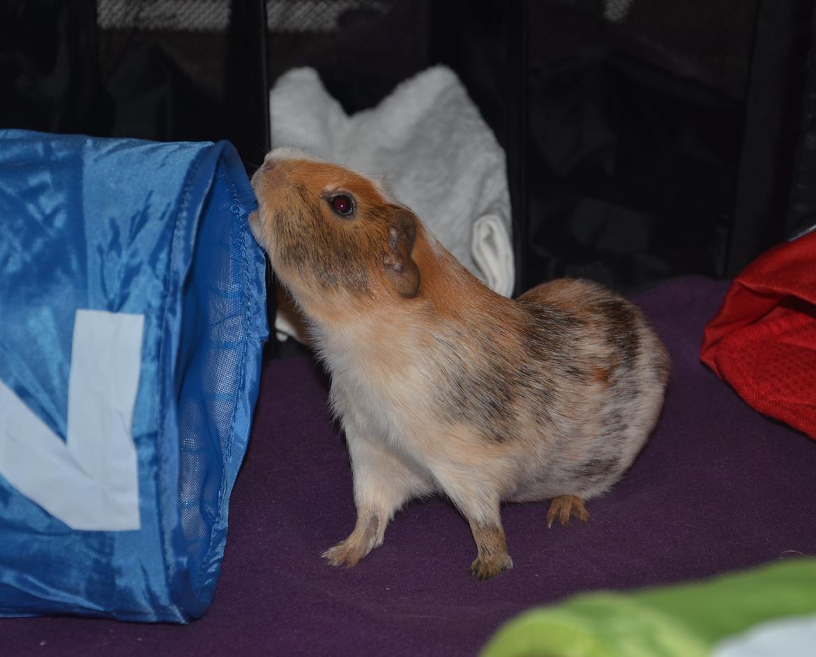 Marsvin Benjamin billede 11