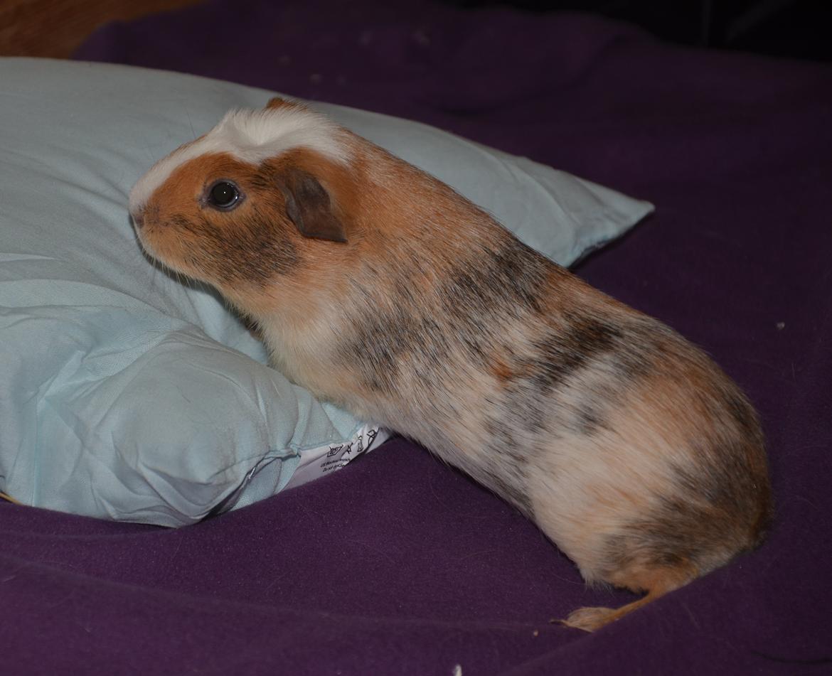 Marsvin Benjamin billede 12