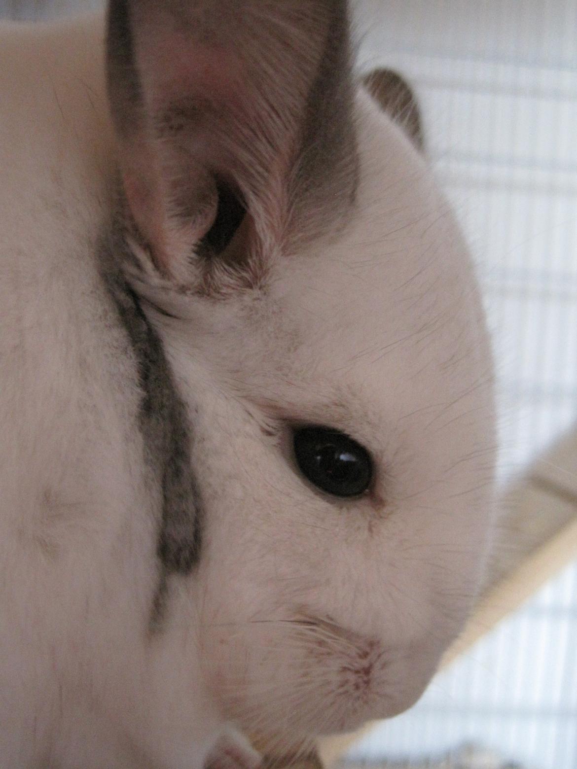 Chinchilla Sonny billede 16