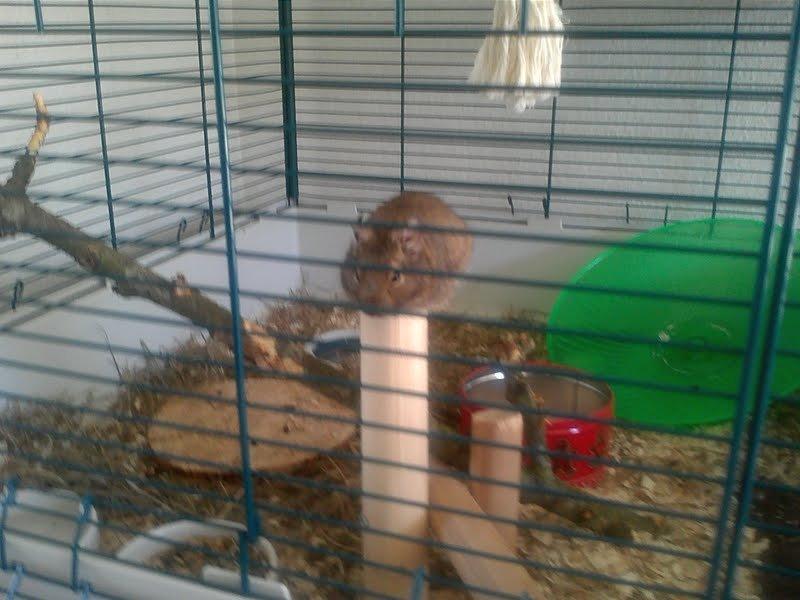 Degu Hami billede 3