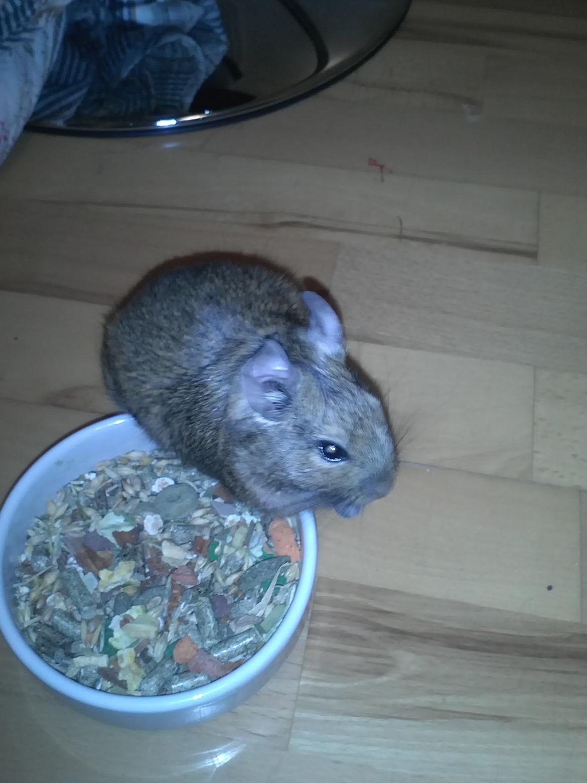 Degu Hami billede 1