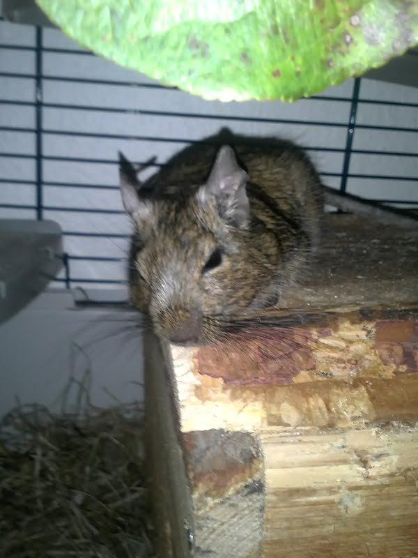 Degu Hami billede 2