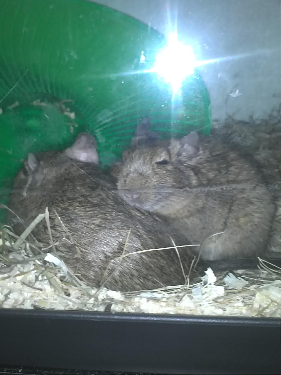 Degu Hami billede 4