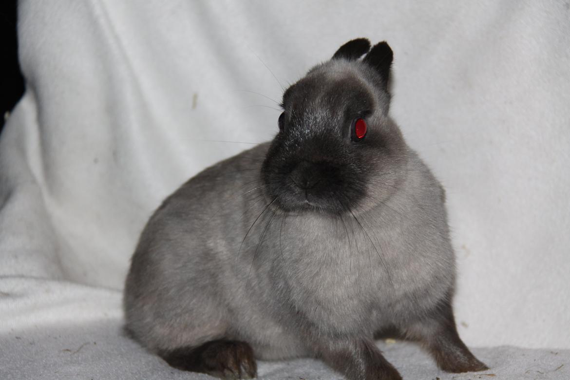 Kanin Gurli *Hermelin* billede 1