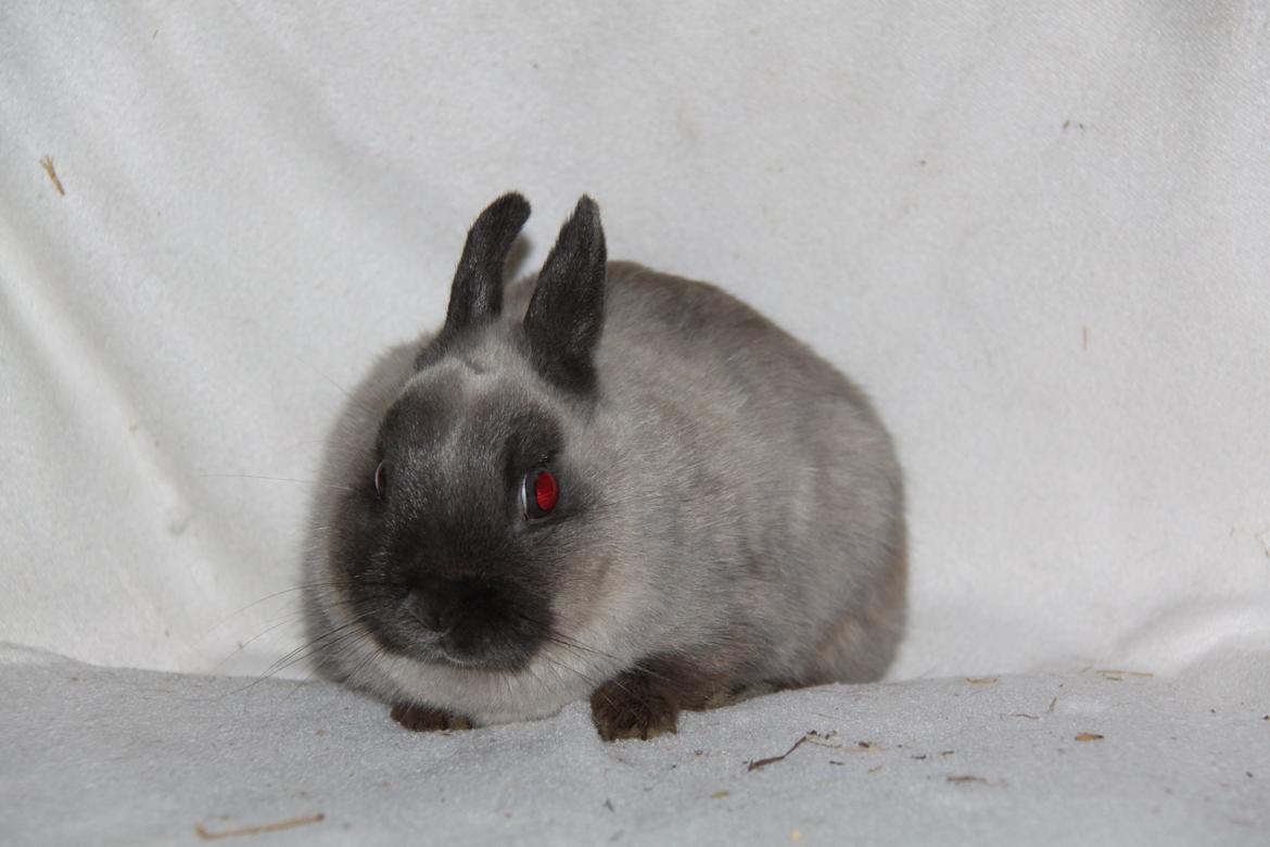 Kanin Gurli *Hermelin* billede 2