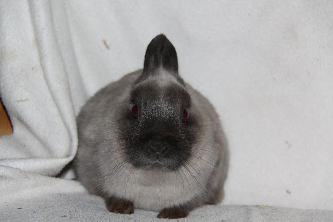 Kanin Gurli *Hermelin* billede 3