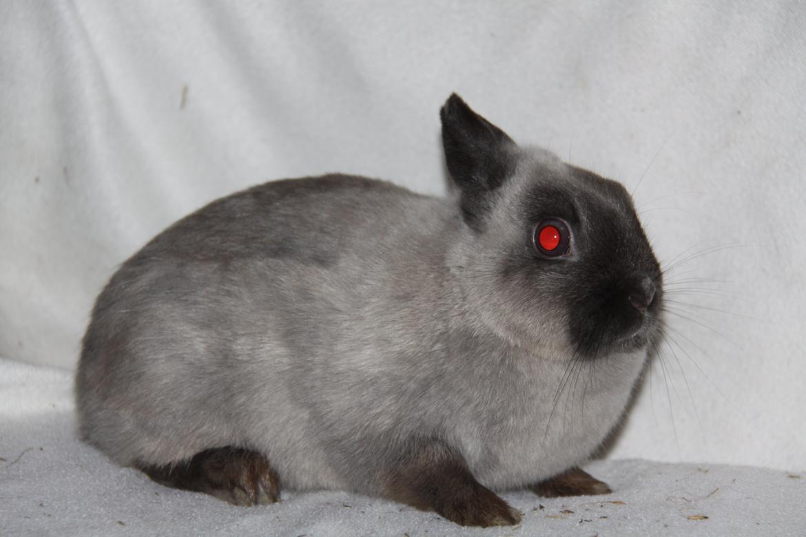 Kanin Gurli *Hermelin* billede 4