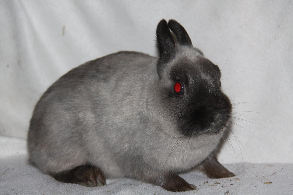 Kanin Gurli *Hermelin* billede 5