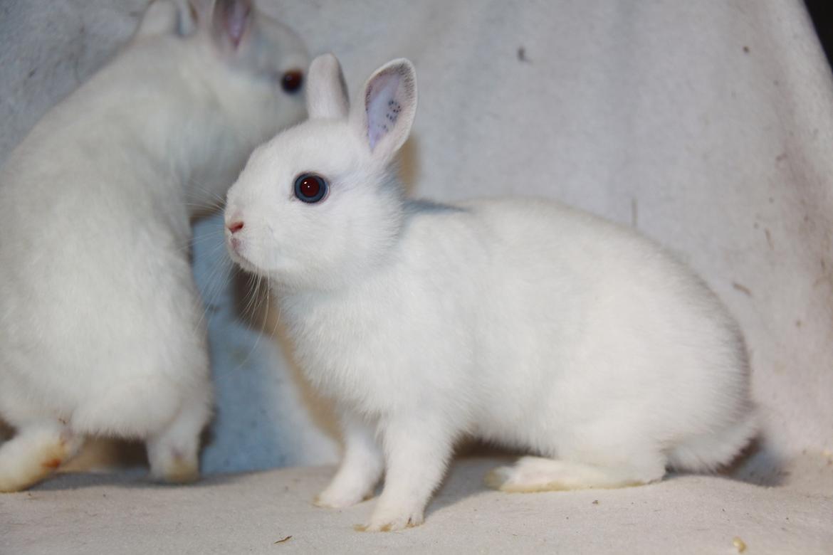 Kanin Mimmie billede 1