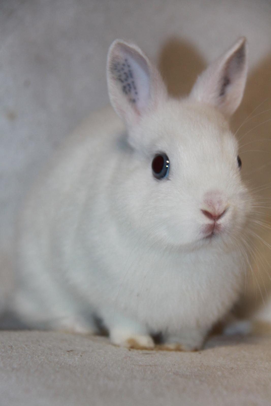 Kanin Mimmie billede 4