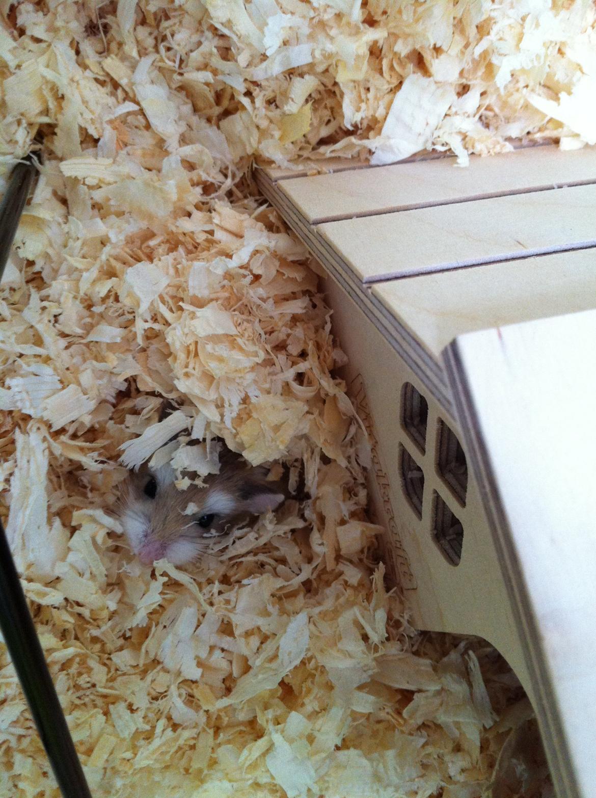 Dværghamster Ole - Godnat! billede 1