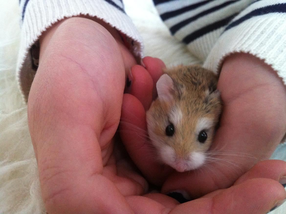Dværghamster Ole - <3 billede 4