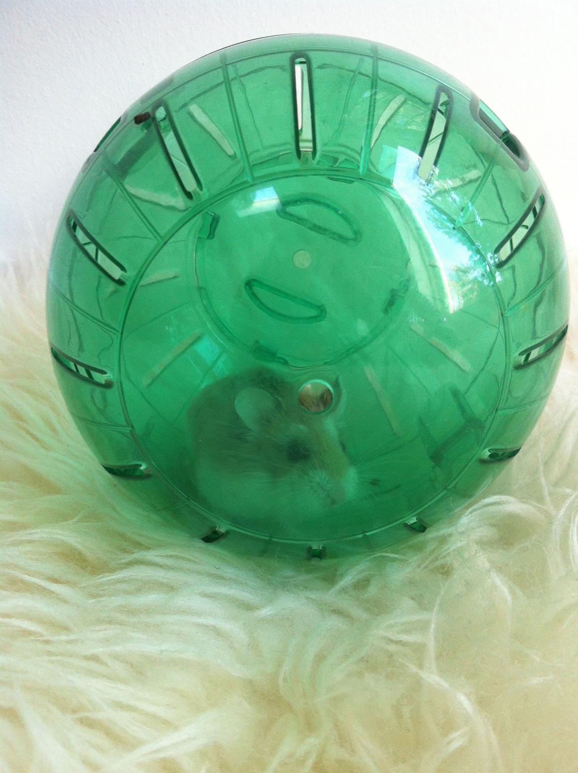 Dværghamster Ole - Bobbel! billede 7