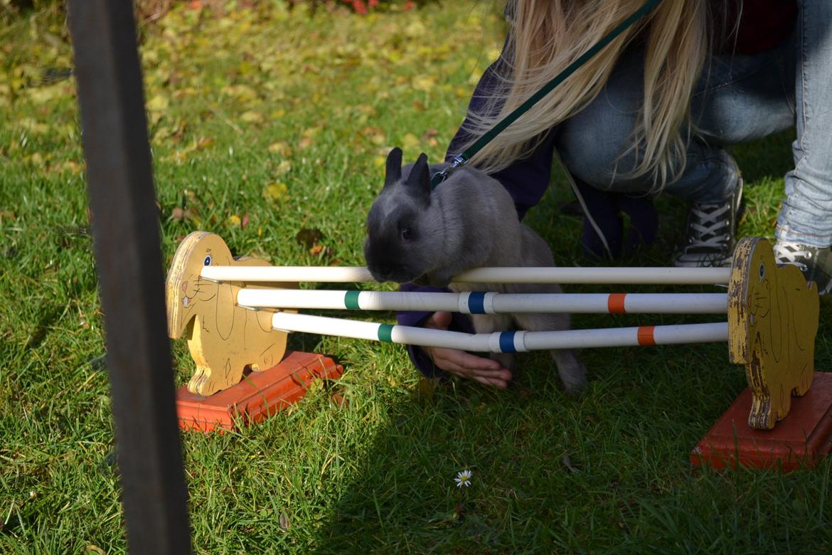 Kanin Ingemanns Flying Zoey billede 16