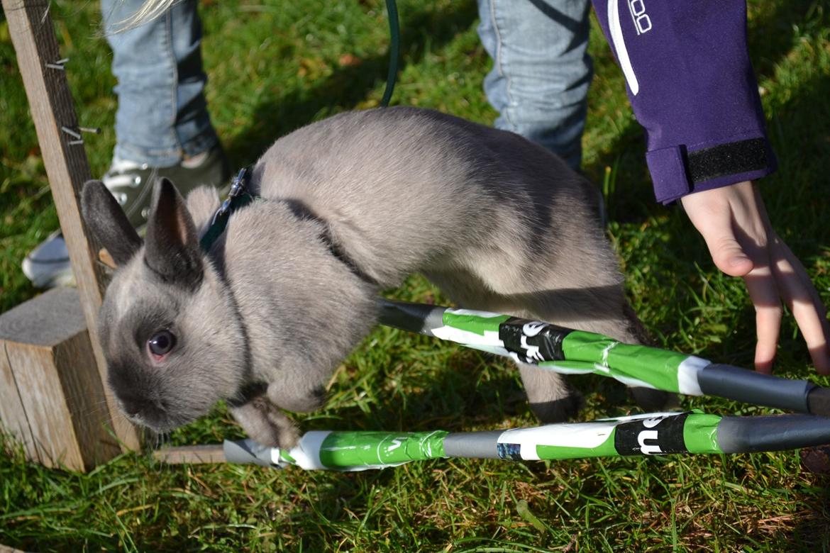 Kanin Ingemanns Flying Zoey billede 2