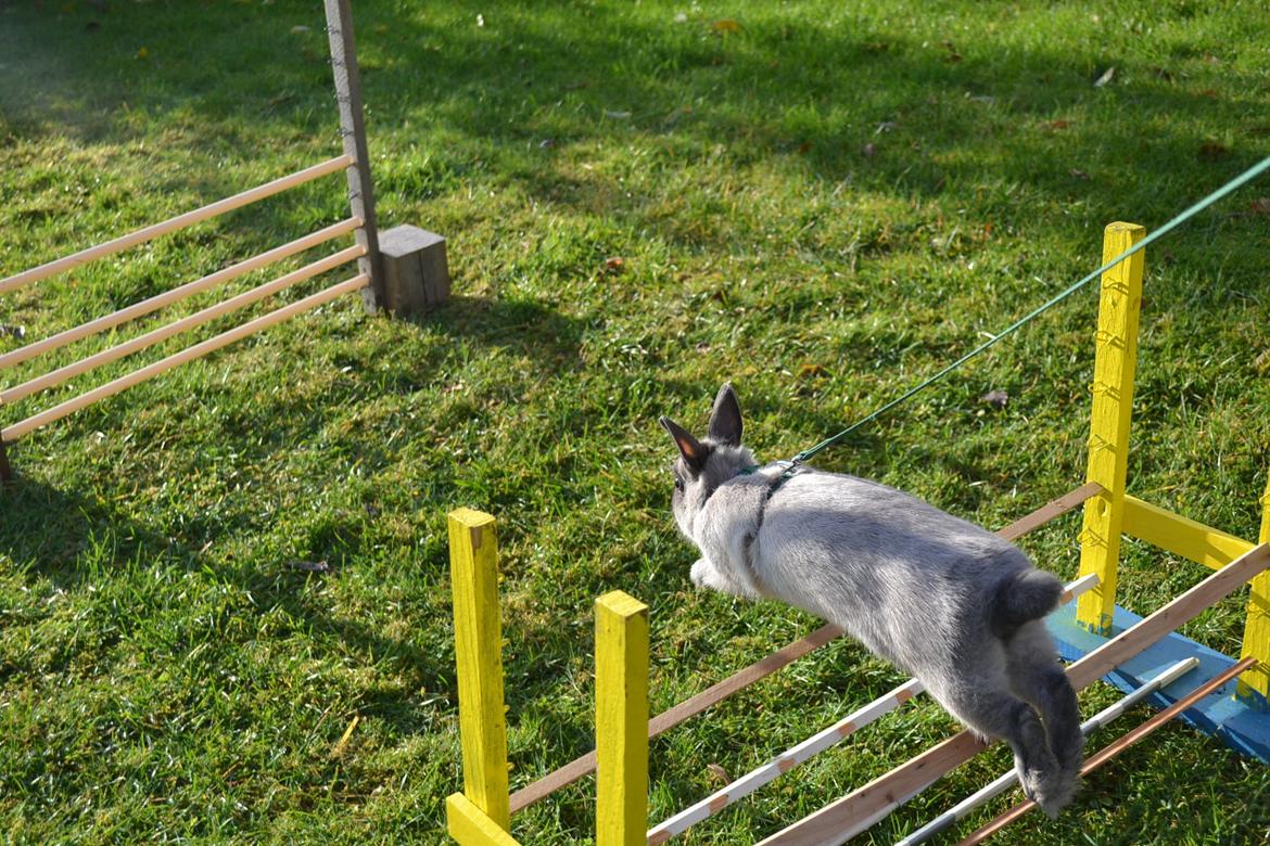 Kanin Ingemanns Flying Zoey - Faaaarvel :) billede 20