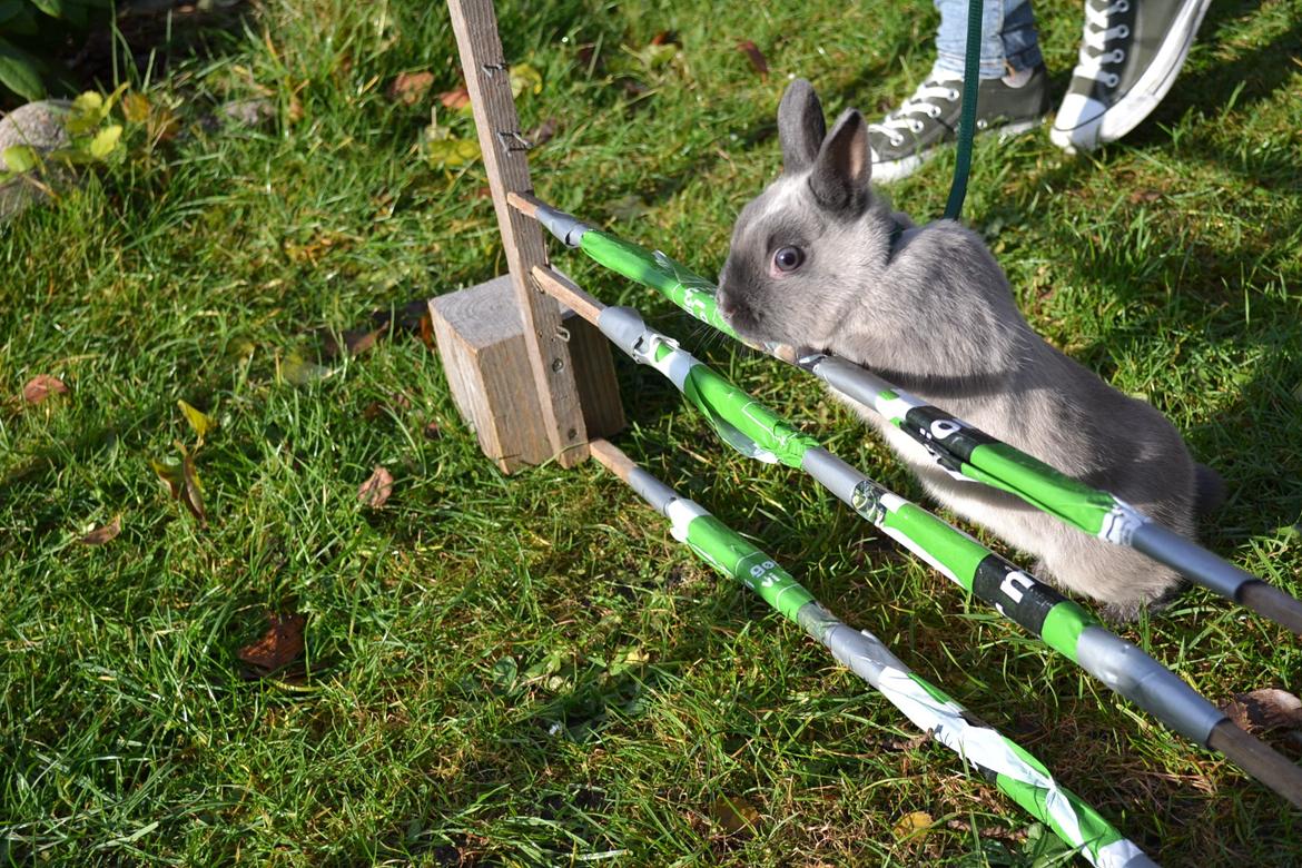 Kanin Ingemanns Flying Zoey billede 9