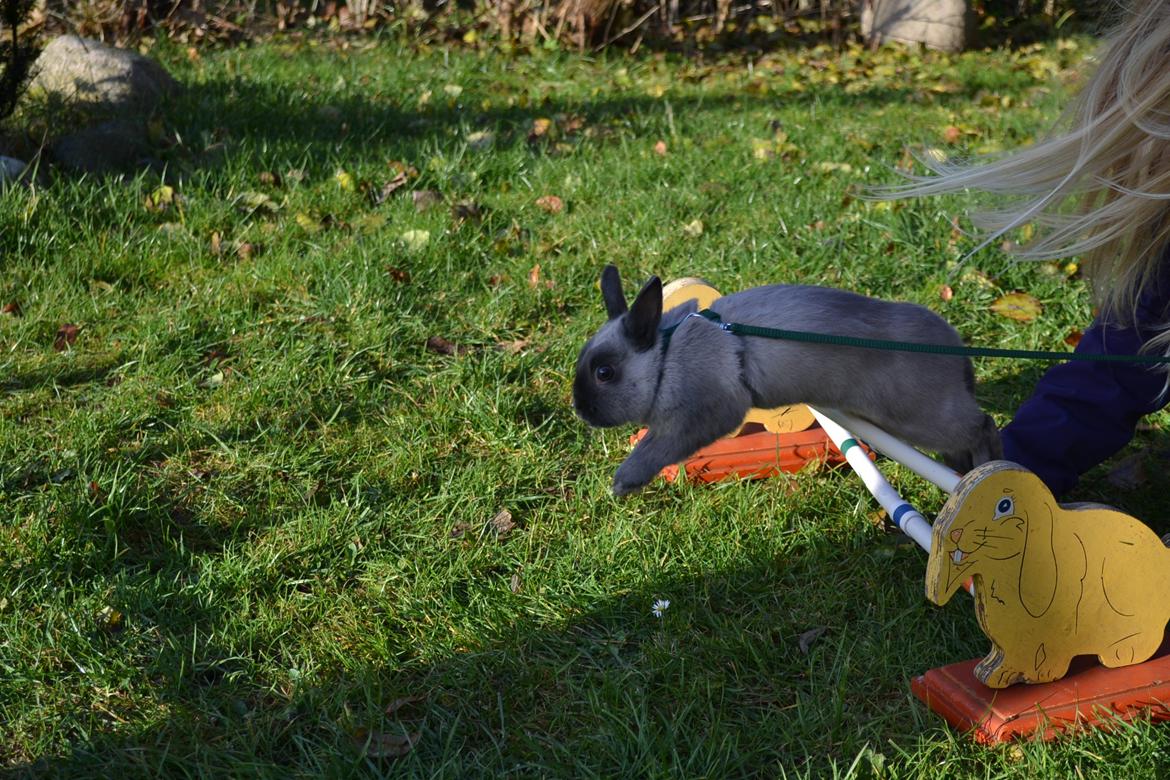 Kanin Ingemanns Flying Zoey billede 18