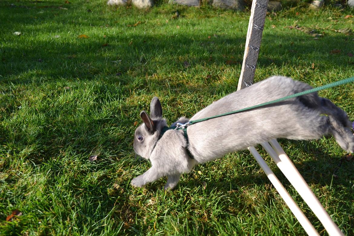 Kanin Ingemanns Flying Zoey billede 4