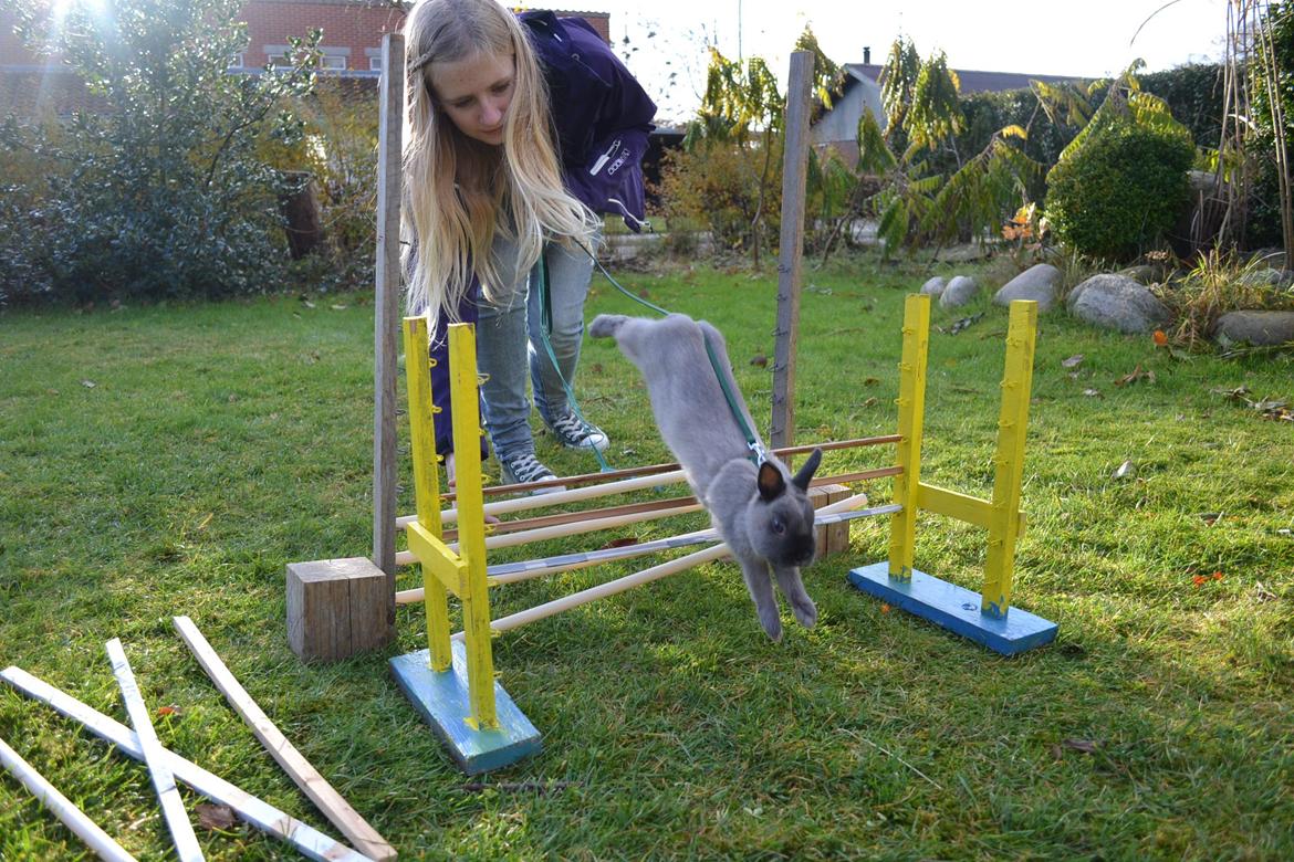 Kanin Ingemanns Flying Zoey billede 19