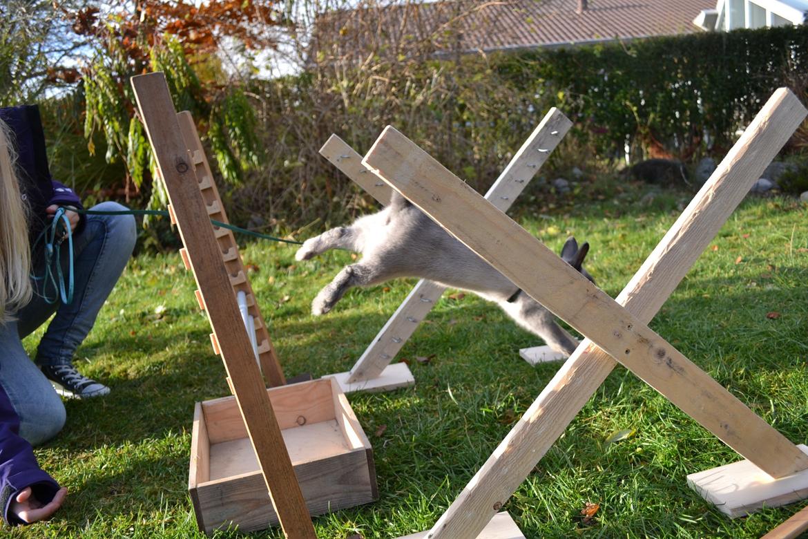 Kanin Ingemanns Flying Zoey billede 13