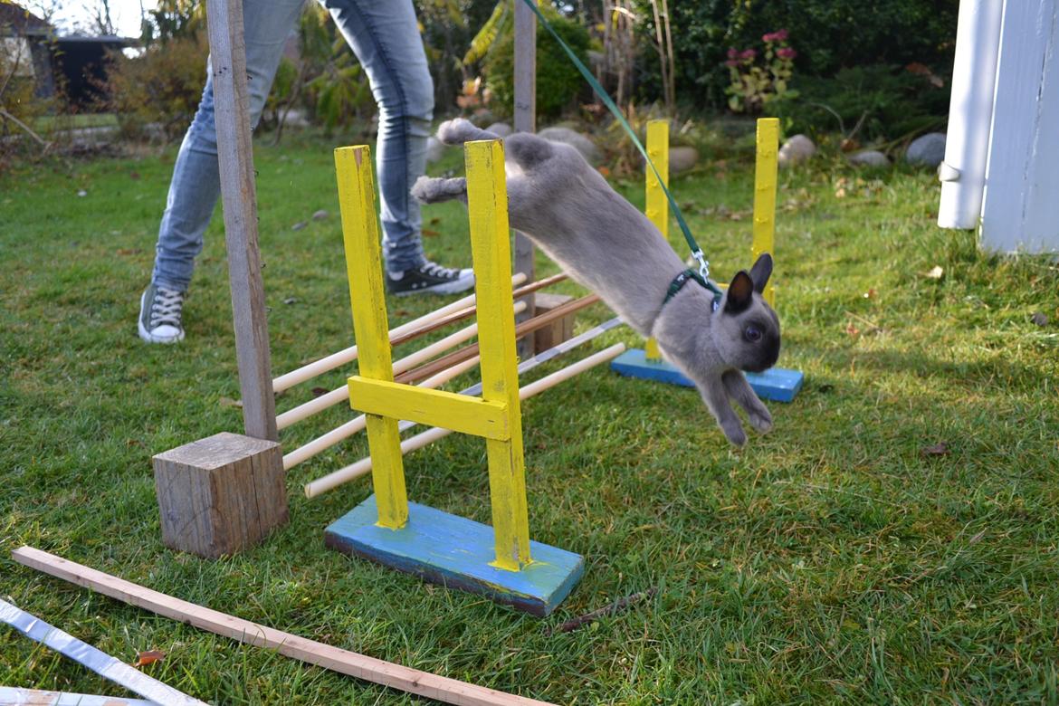 Kanin Ingemanns Flying Zoey billede 11