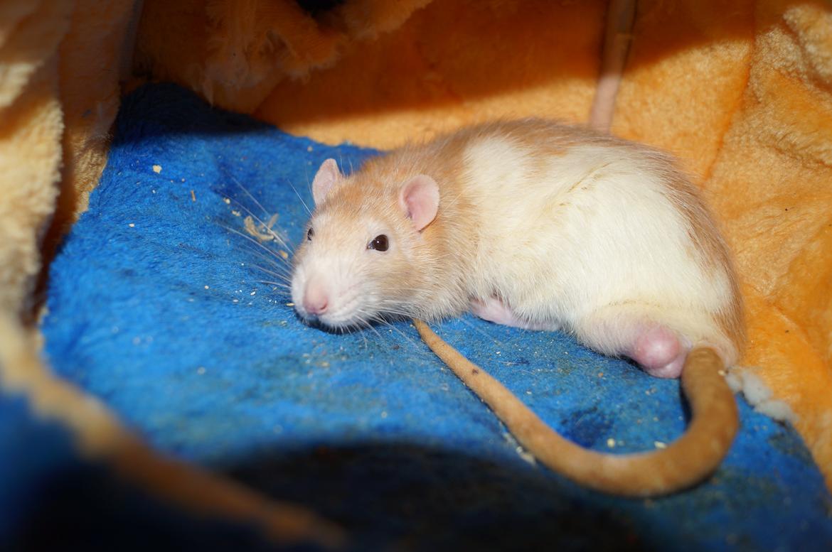 Tamrotte Shinobi billede 1